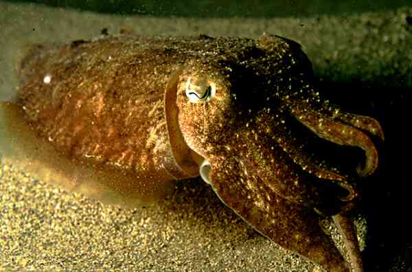 Cephalopoda - Common Cuttlefish