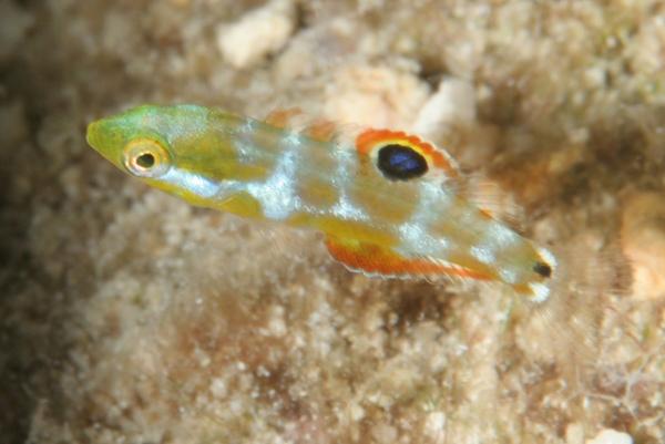 Wrasse - Puddingwife