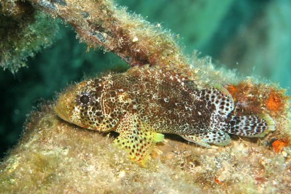 Scorpionfish - Reef Scorpionfish