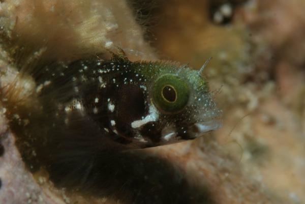 Blennies - Secretary Blenny