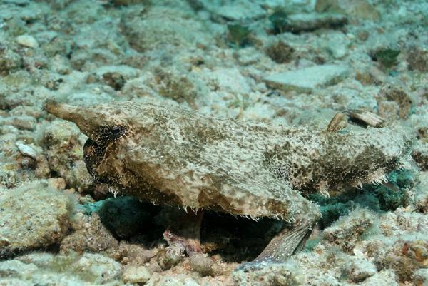 Batfish - Short-nosed Batfish