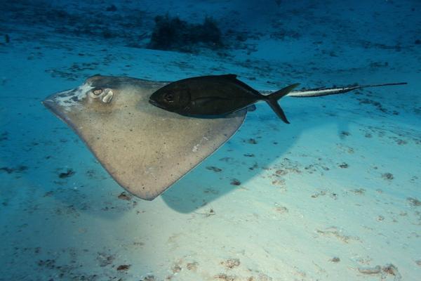 Stingrays - Southern Stingray