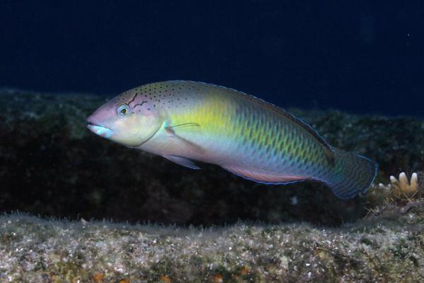 Yellowhead Wrasse - Halichoeres garnoti