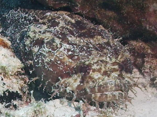 Toadfish - Large Eye Toadfish