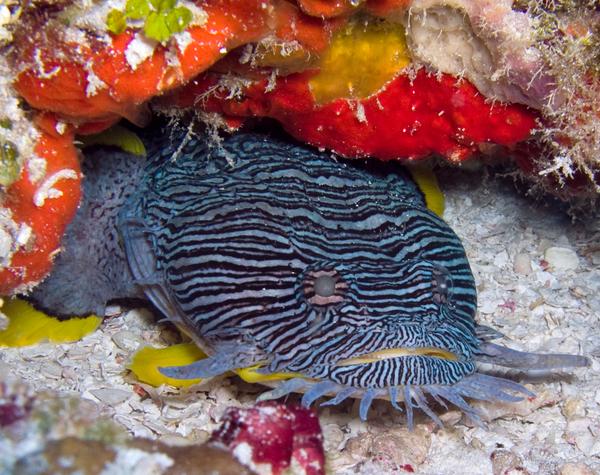 Toadfish - Splendid Toadfish