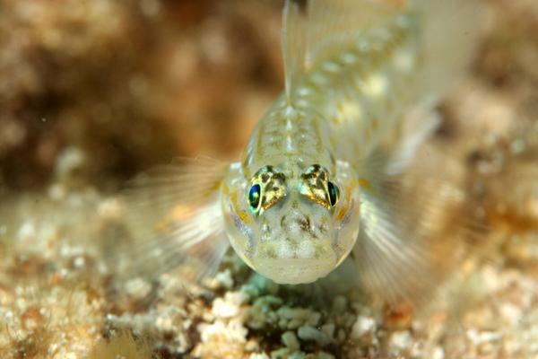 Gobies - Bridled Goby