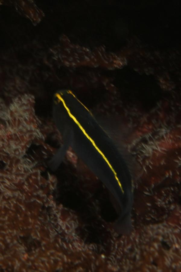 Gobies - Yellowline goby