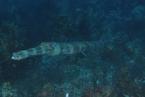 Trumpetfish - Cornetfish