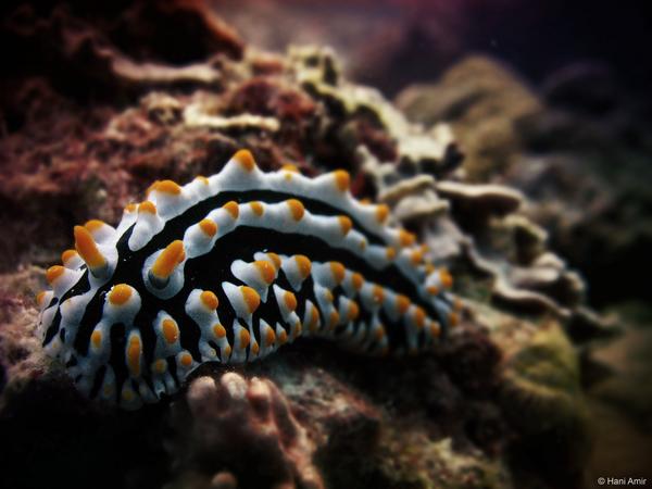 Nudibranch - Varicose Nudibranch