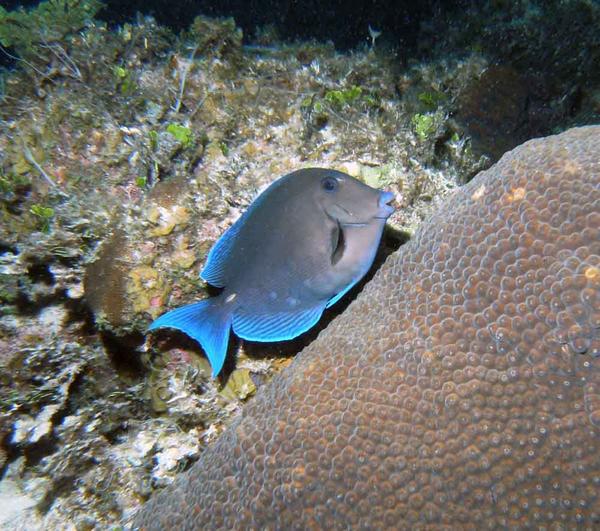 Surgeonfish - Blue Tang