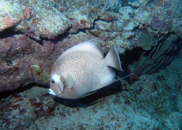 Angelfish - Gray Angelfish