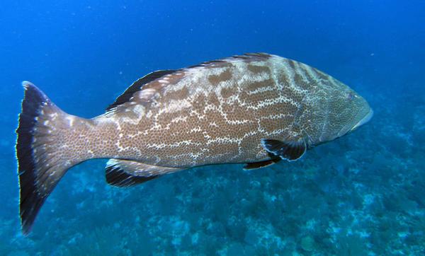 Groupers - Black Grouper