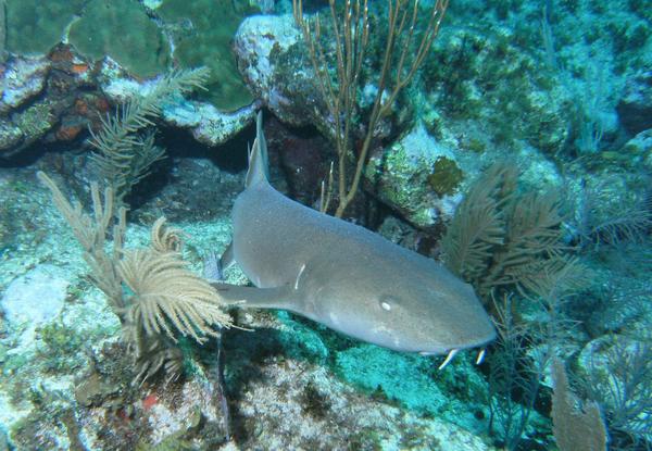 Sharks - Nurse Shark