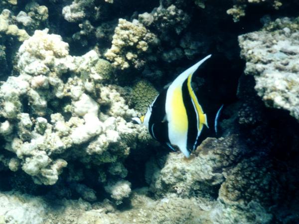 Surgeonfish - Moorish Idol