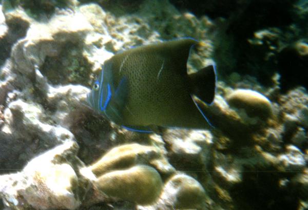 Semicircle Angelfish