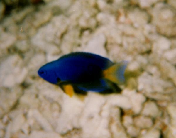 Damselfish - Neon Damsel