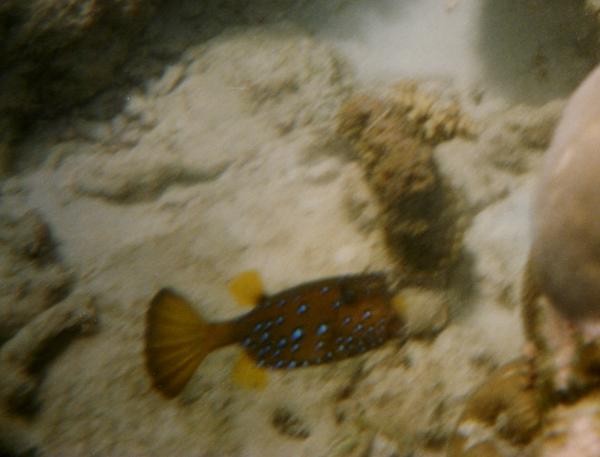 Trunkfish - Longhorn Cowfish