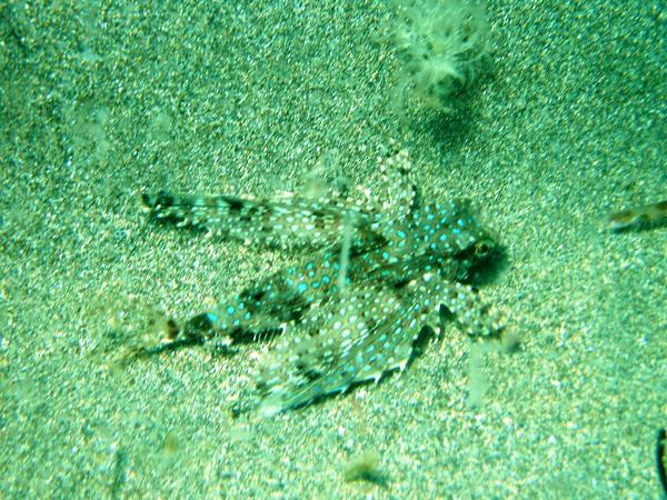 Flying Gurnard - Flying Gurnard