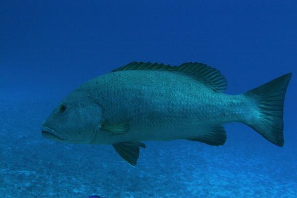 Snappers - Cubera Snapper