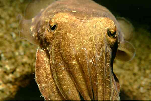 Cephalopoda - Common Cuttlefish