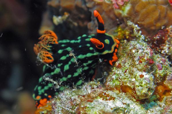 Nudibranch - Nudibranch