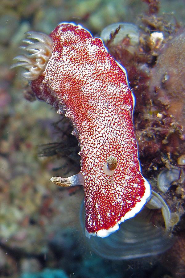 Nudibranch - Nudibranch