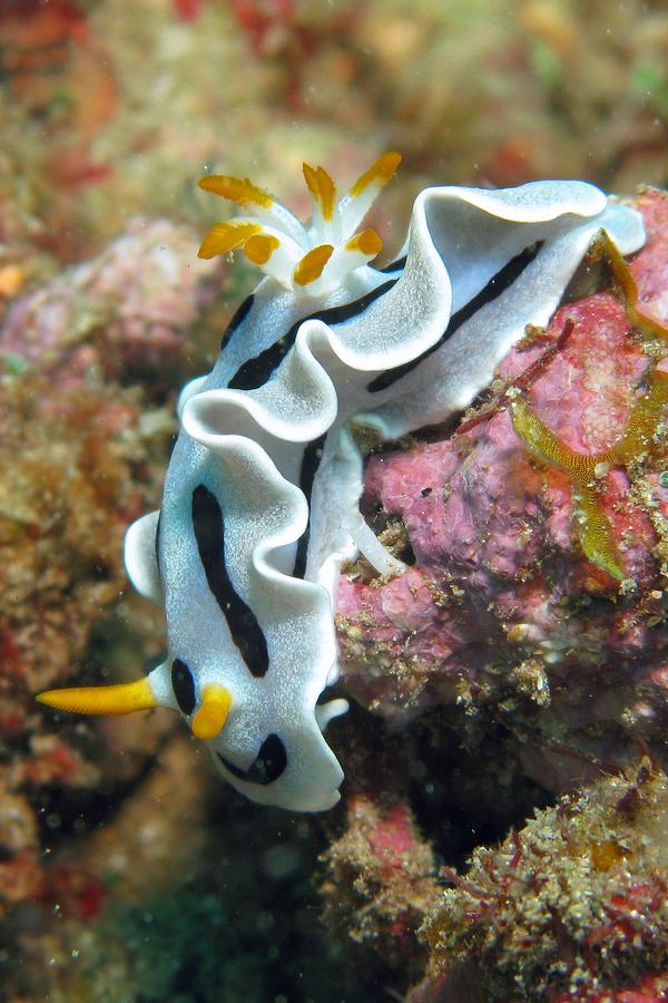 Nudibranch - Nudibranch