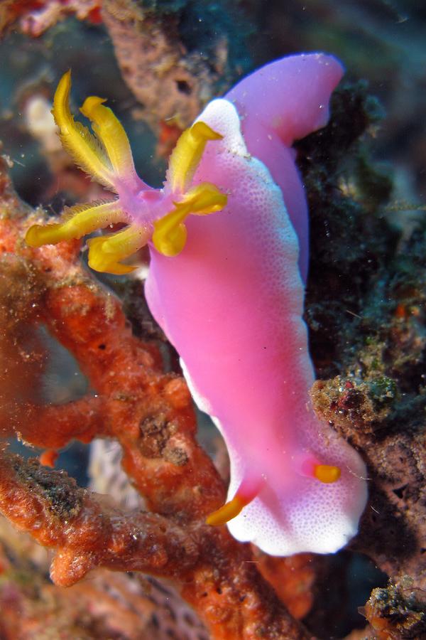 Nudibranch - Nudibranch