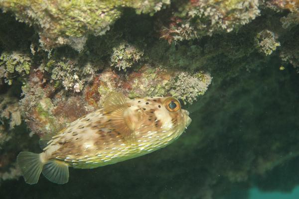 Porcupinefish - Balloonfish