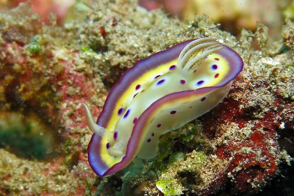 Nudibranch - Nudibranch