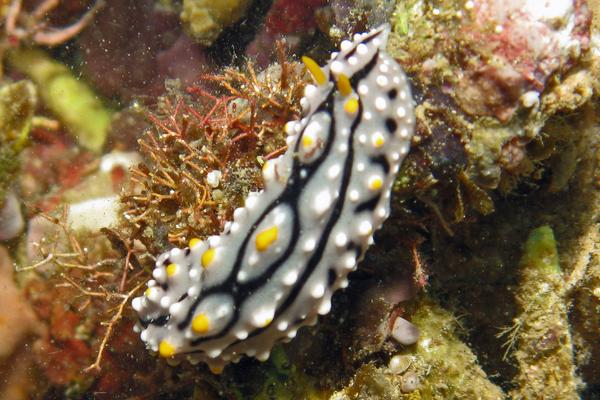 Nudibranch - Nudibranch