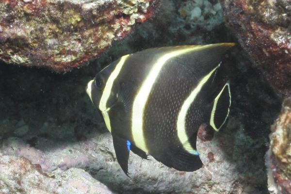 French Angelfish - Pomacanthus paru