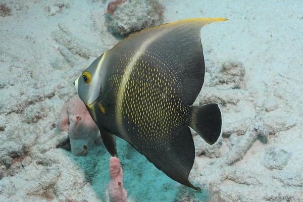 French Angelfish - Pomacanthus paru