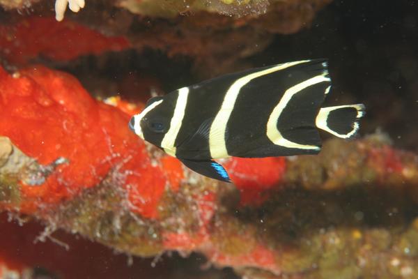 French Angelfish - Pomacanthus paru