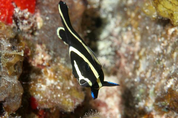 French Angelfish - Pomacanthus paru