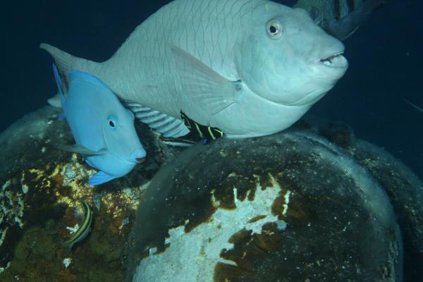 French Angelfish - Pomacanthus paru