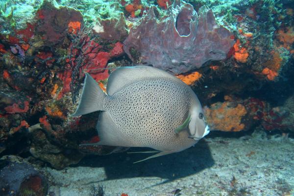 Gray Angelfish - Pomacanthus arcuatus