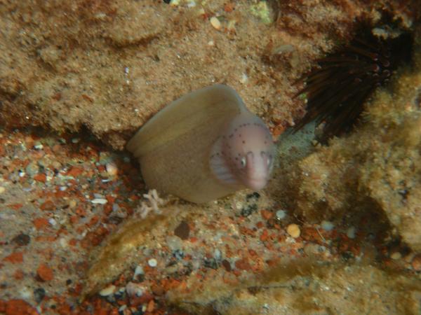 Moray - Geometric Moray