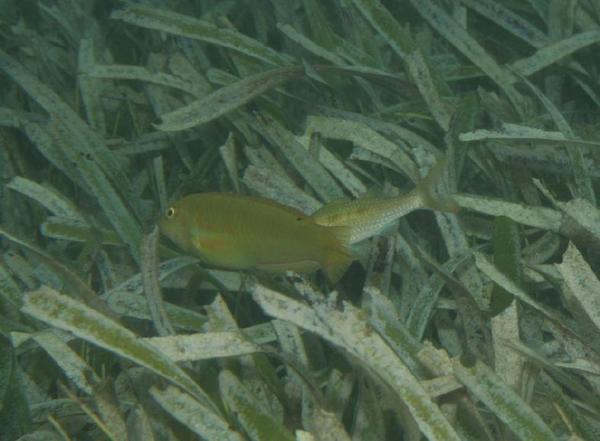 Wrasse - Blackear Wrasse