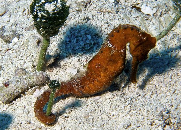 Seahorses - Longsnout Seahorse