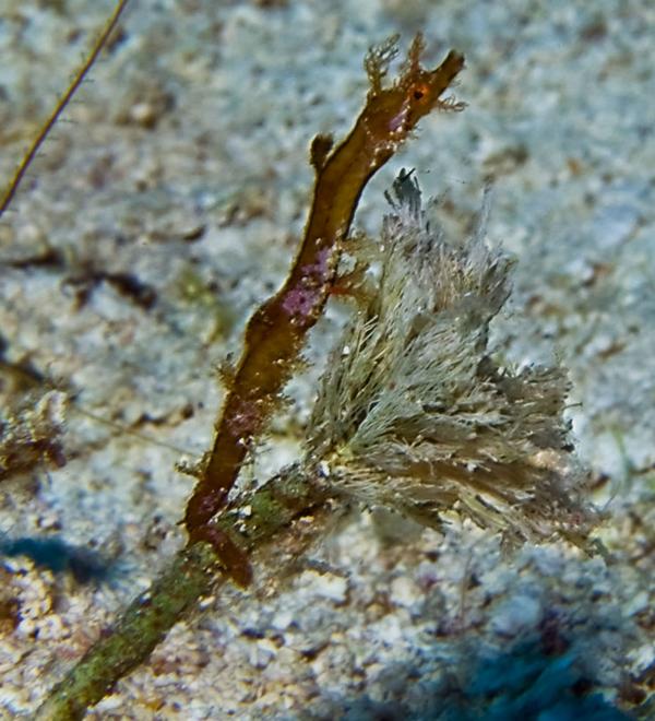 Pipefish - Pipehorse