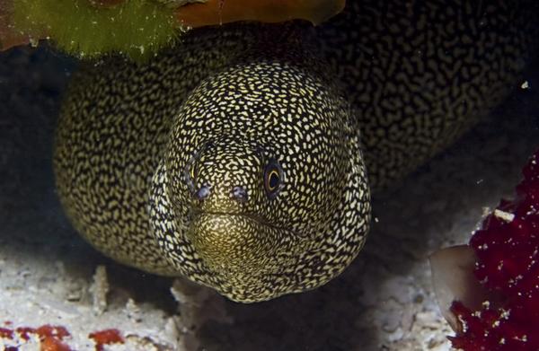 Moray - Goldentail Moray