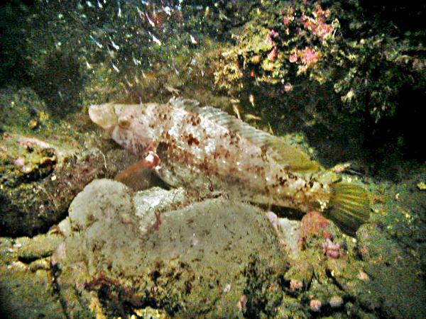 Wrasse - Peacock Wrasse