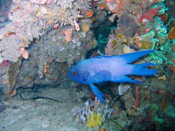 Roundheads - Western Blue Devil