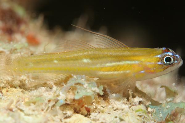 Gobies - Peppermint Goby