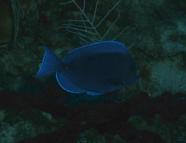 Surgeonfish - Blue Tang