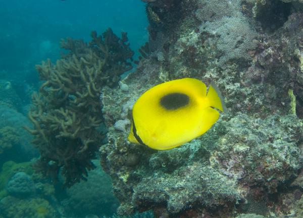 Butterflyfish - Mirror Butterflyfish