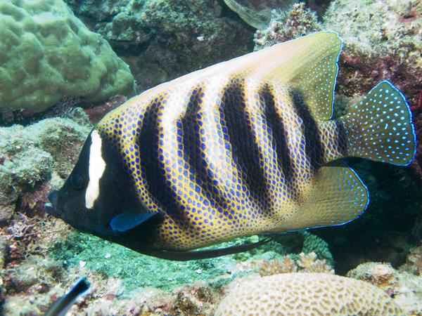 Angelfish - Barred Angelfish