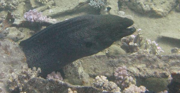 Moray - Giant Moray