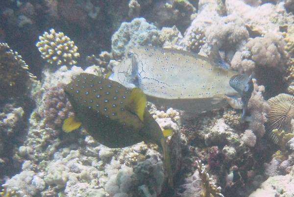 Trunkfish - Yellow Boxfish